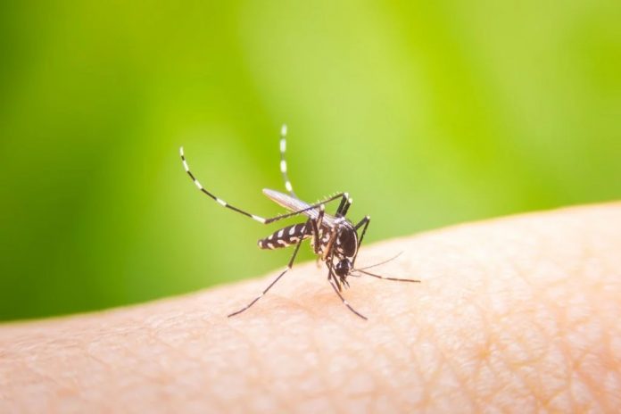 Aedes Aegyti mosquito that carries dengue fever. (Photo: net)
