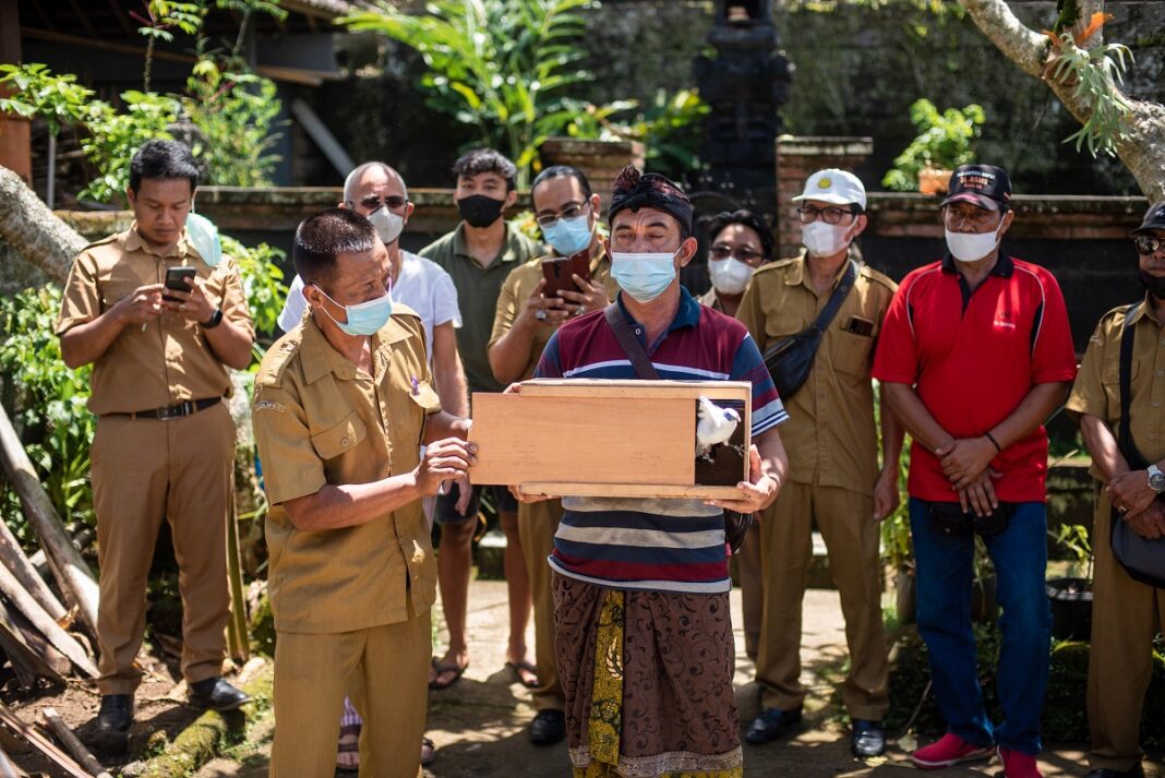 Begawan Foundation released a pair of Bali Starlings from I Wayan Murdana's house. (Picture: Begawan Foundation)