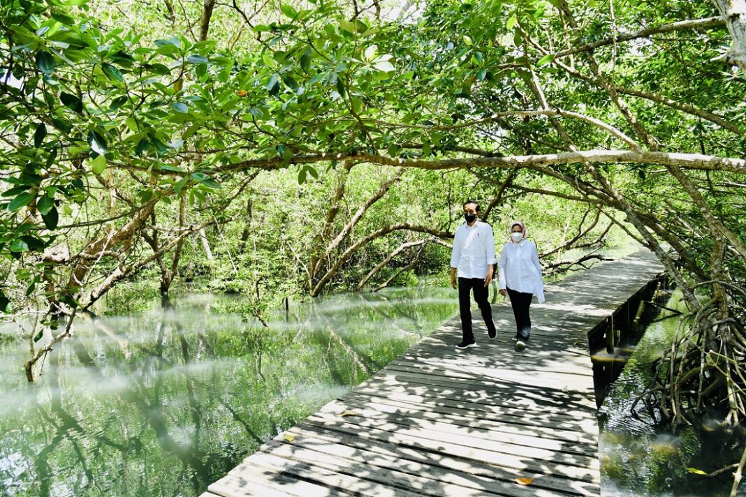 President Jokowi: Bali’s Mangrove Rehabilitation Model to Become Pilot for Other Provinces