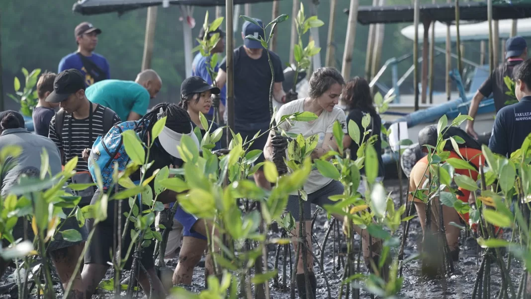 Eco Tourism Bali engaged 150 volunteers to plant 1000 mangrove seedlings at Wana Segara Kertih, Jimbaran