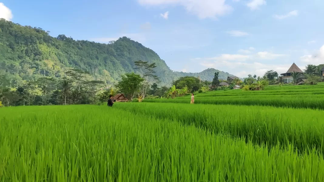 Students of Politeknik Negeri Bali Provide Digital Marketing Training to Increase Tourist Visits to Sidemen Village