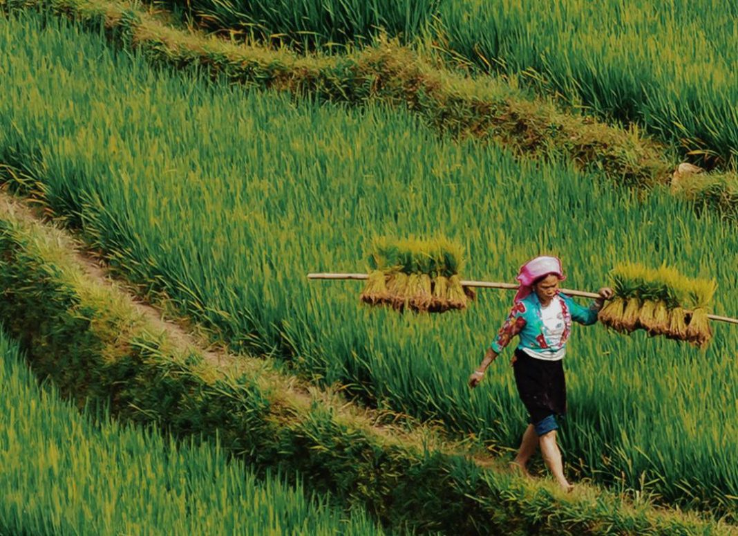Beras Organik Jatiluwih: A Conscious Choice, Rooted in Wellness and Heritage