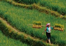 Beras Organik Jatiluwih: A Conscious Choice, Rooted in Wellness and Heritage Beras Organik Jatiluwih: A Conscious Choice, Rooted in Wellness and Heritage