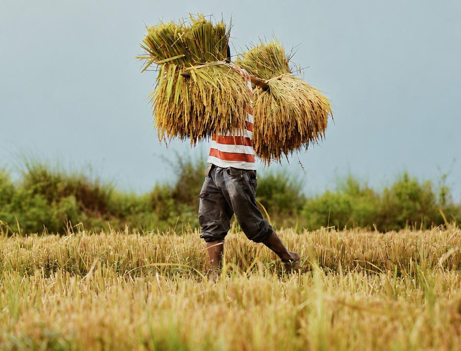 Beras Organik Jatiluwih Earns Official Low Glycemic Index Certification